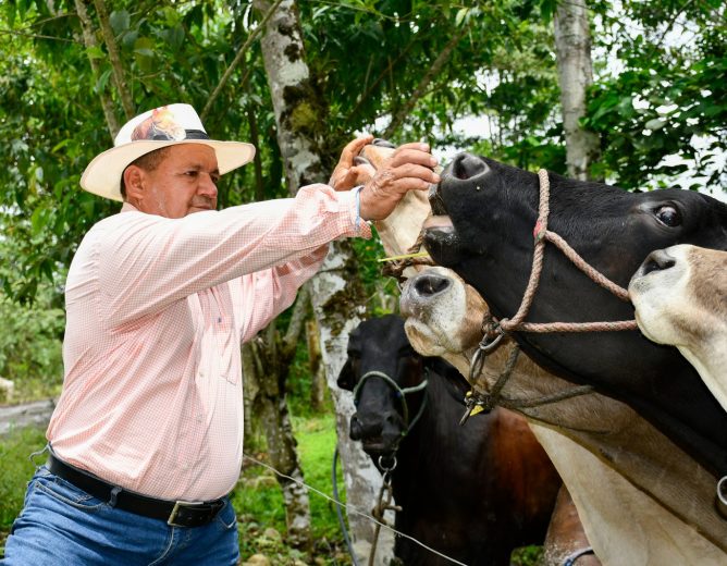  DE TRABAJAR EN FINCAS AJENAS A TENER SU PROPIA GANADERÍA: LA HISTORIA DE ERMEL “EL CAMPEÓN” ORELLANA